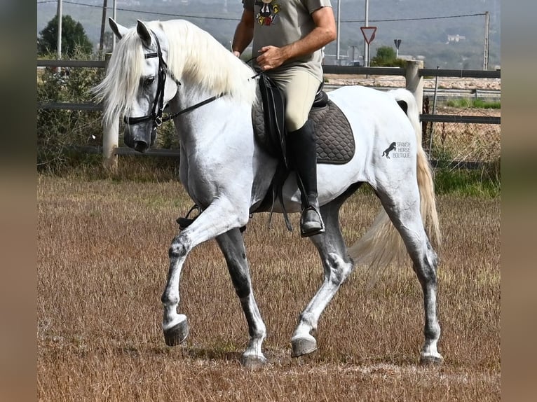 PRE Mestizo Caballo castrado 10 años 162 cm Tordo in Mallorca