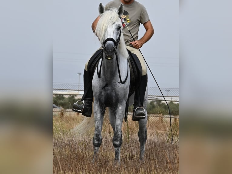 PRE Mestizo Caballo castrado 10 años 162 cm Tordo in Mallorca