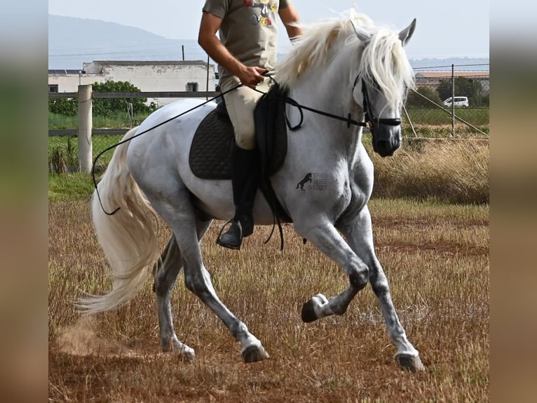 PRE Mestizo Caballo castrado 10 años 162 cm Tordo in Mallorca
