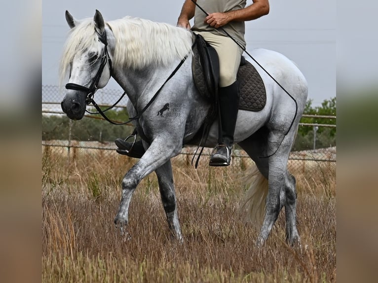 PRE Mestizo Caballo castrado 10 años 162 cm Tordo in Mallorca