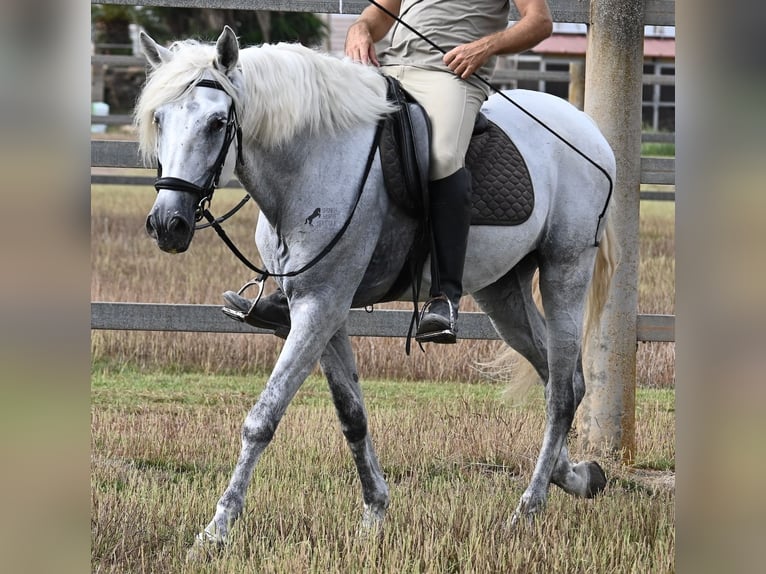 PRE Mestizo Caballo castrado 10 años 162 cm Tordo in Mallorca