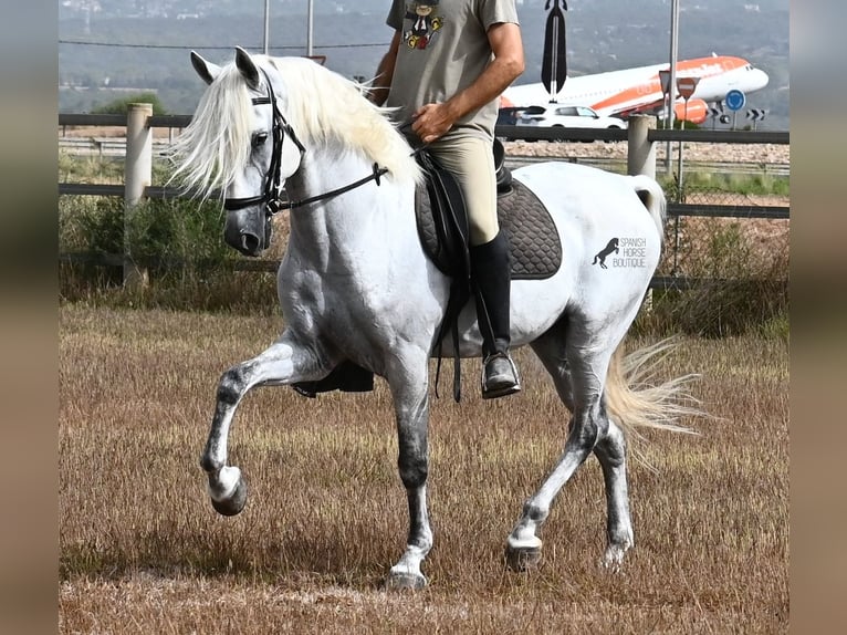 PRE Mestizo Caballo castrado 10 años 162 cm Tordo in Mallorca