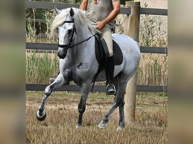 PRE Mestizo Caballo castrado 10 años 162 cm Tordo in Mallorca