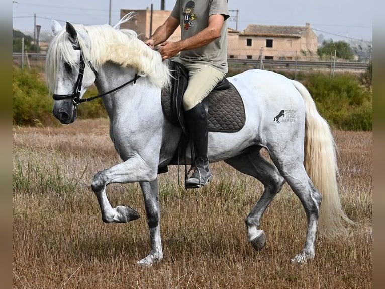 PRE Mestizo Caballo castrado 10 años 162 cm Tordo in Mallorca