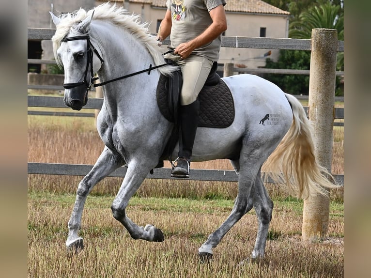 PRE Mestizo Caballo castrado 10 años 162 cm Tordo in Mallorca