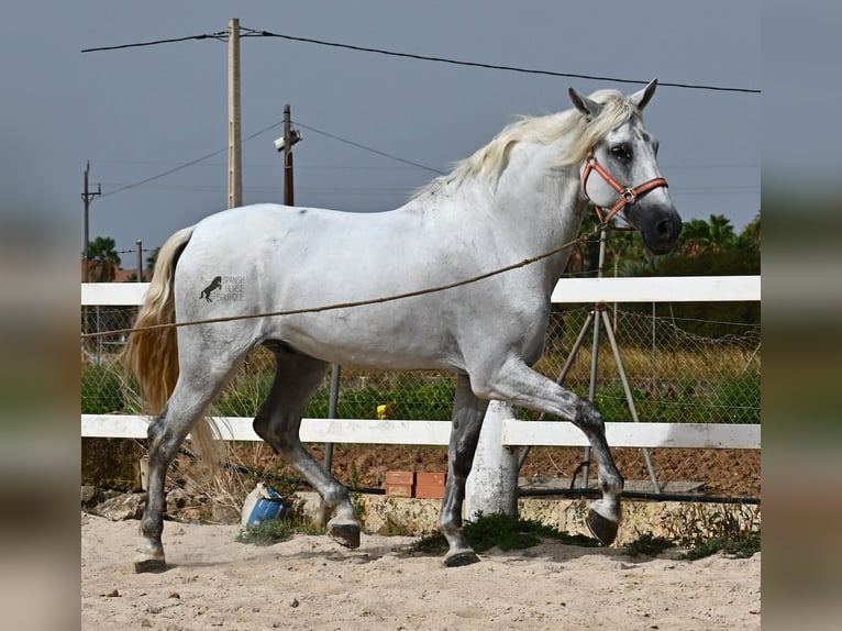 PRE Mestizo Caballo castrado 10 años 162 cm Tordo in Mallorca