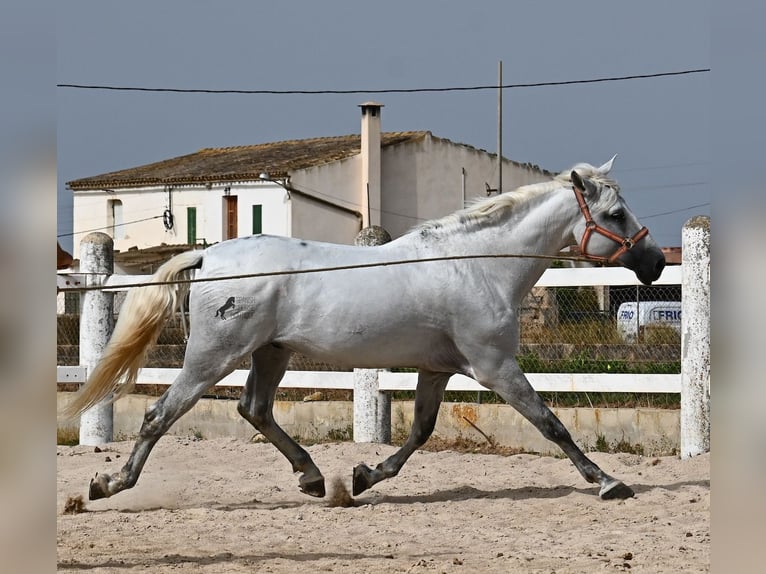 PRE Mestizo Caballo castrado 10 años 162 cm Tordo in Mallorca