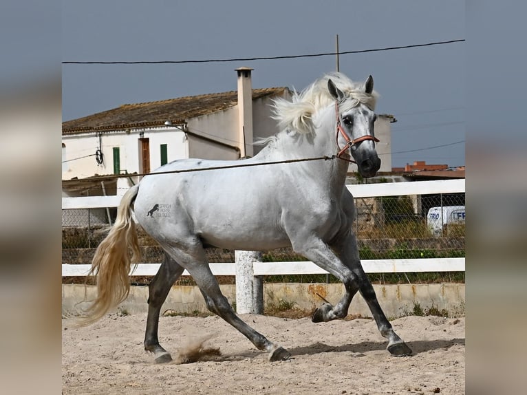 PRE Mestizo Caballo castrado 10 años 162 cm Tordo in Mallorca