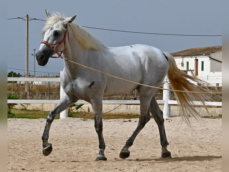 PRE Mestizo Caballo castrado 10 años 162 cm Tordo in Mallorca