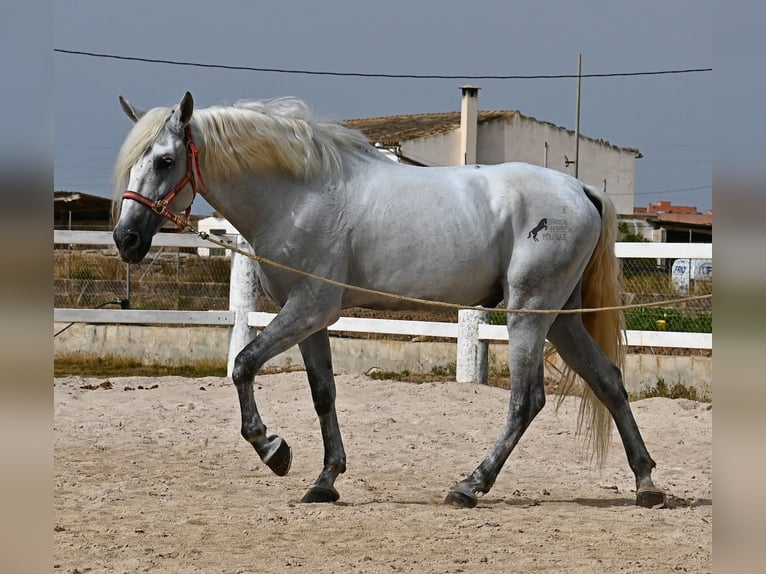 PRE Mestizo Caballo castrado 10 años 162 cm Tordo in Mallorca