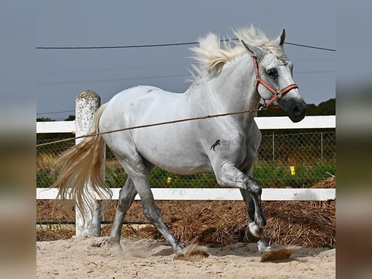 PRE Mestizo Caballo castrado 10 años 162 cm Tordo in Mallorca