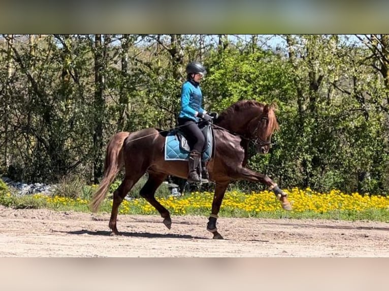 PRE Caballo castrado 10 años 163 cm Alazán-tostado in Mülheim an der Ruhr