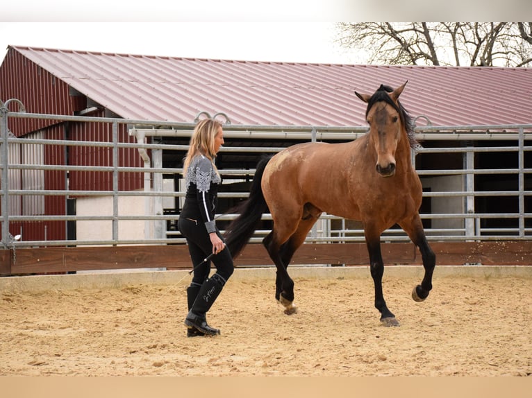 PRE Mestizo Caballo castrado 10 años 163 cm Bayo in Caumont