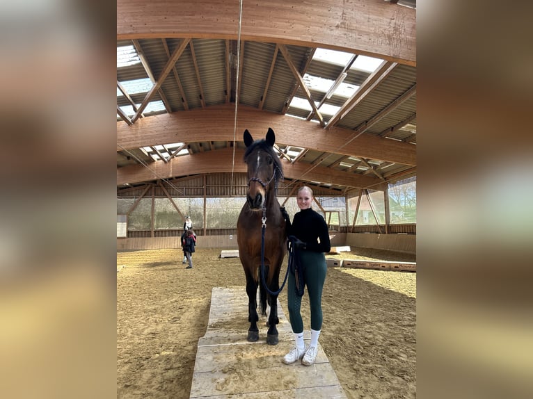 PRE Caballo castrado 10 años 163 cm in Lemgo