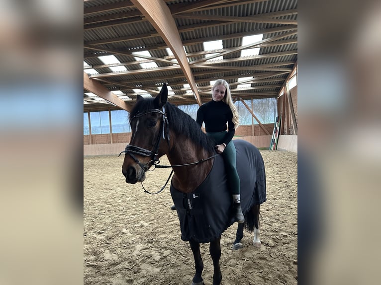 PRE Caballo castrado 10 años 163 cm in Lemgo