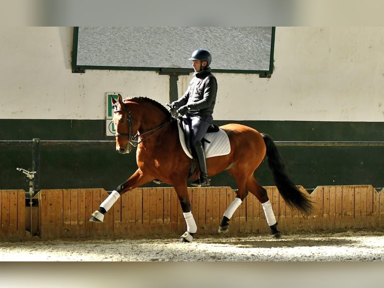 PRE Mestizo Caballo castrado 10 años 163 cm Castaño in Gri&#xF1;on