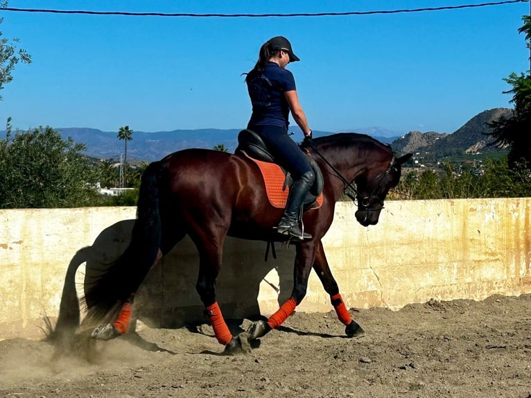 PRE Mestizo Caballo castrado 10 años 163 cm Castaño oscuro in Martfeld