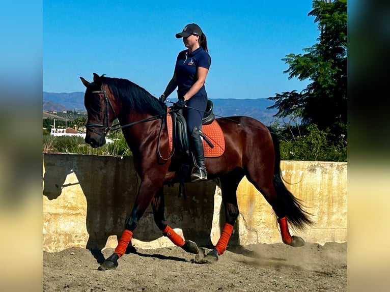 PRE Mestizo Caballo castrado 10 años 163 cm Castaño oscuro in Martfeld