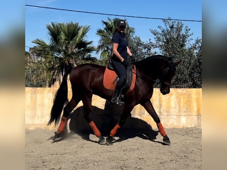 PRE Mestizo Caballo castrado 10 años 163 cm Castaño oscuro in Martfeld