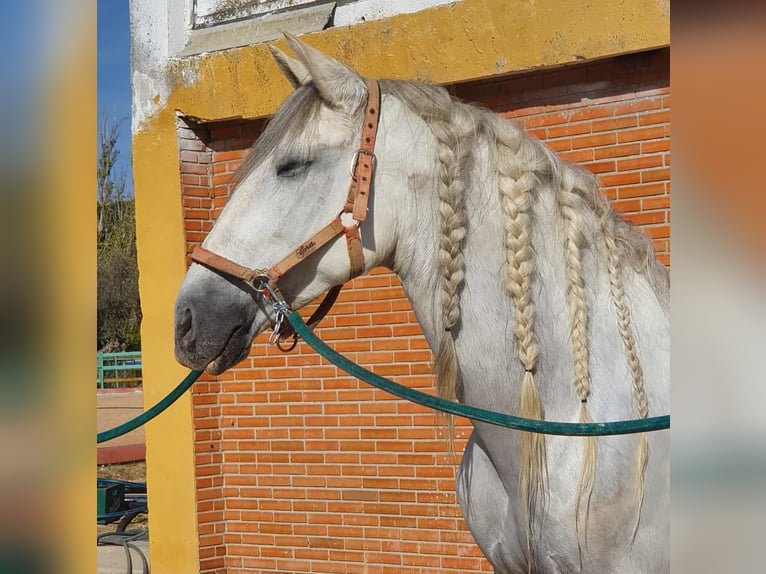 PRE Mestizo Caballo castrado 10 años 164 cm Tordo in Madrid