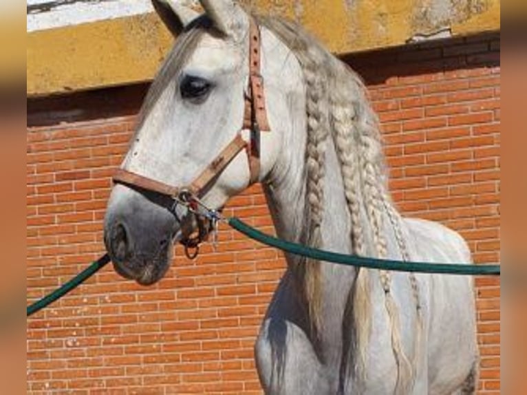 PRE Mestizo Caballo castrado 10 años 164 cm Tordo in MADRID