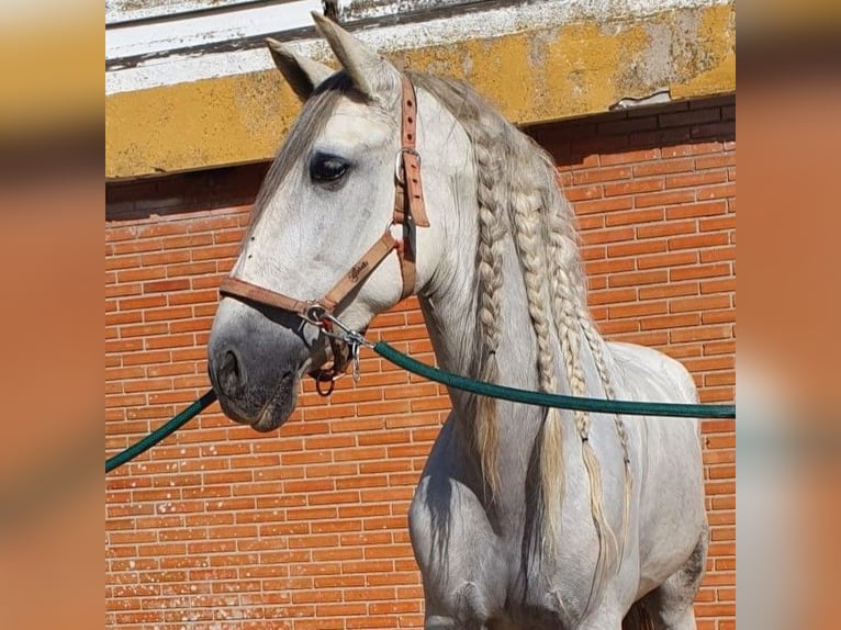 PRE Mestizo Caballo castrado 10 años 164 cm Tordo in Madrid