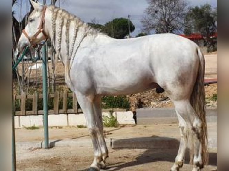 PRE Mestizo Caballo castrado 10 años 164 cm Tordo in MADRID