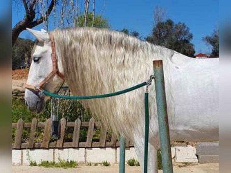 PRE Mestizo Caballo castrado 10 años 164 cm Tordo in MADRID