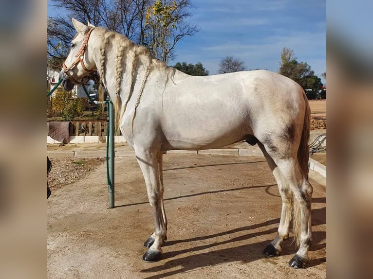 PRE Mestizo Caballo castrado 10 años 164 cm Tordo in Madrid