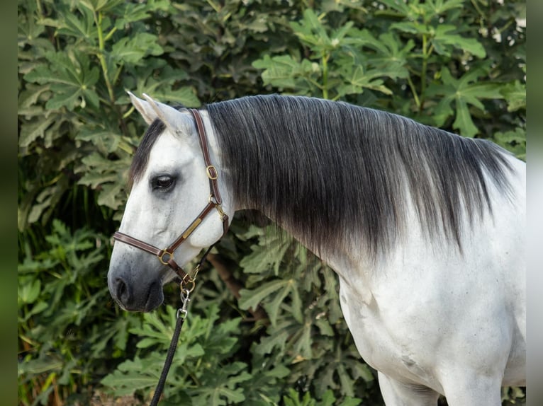 PRE Mestizo Caballo castrado 10 años 164 cm Tordo in Pilas