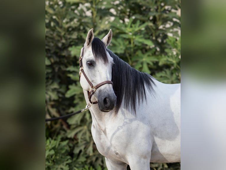 PRE Mestizo Caballo castrado 10 años 164 cm Tordo in Pilas