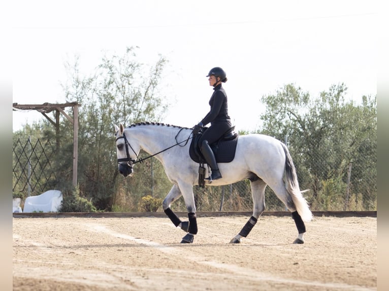 PRE Mestizo Caballo castrado 10 años 164 cm Tordo in Pilas