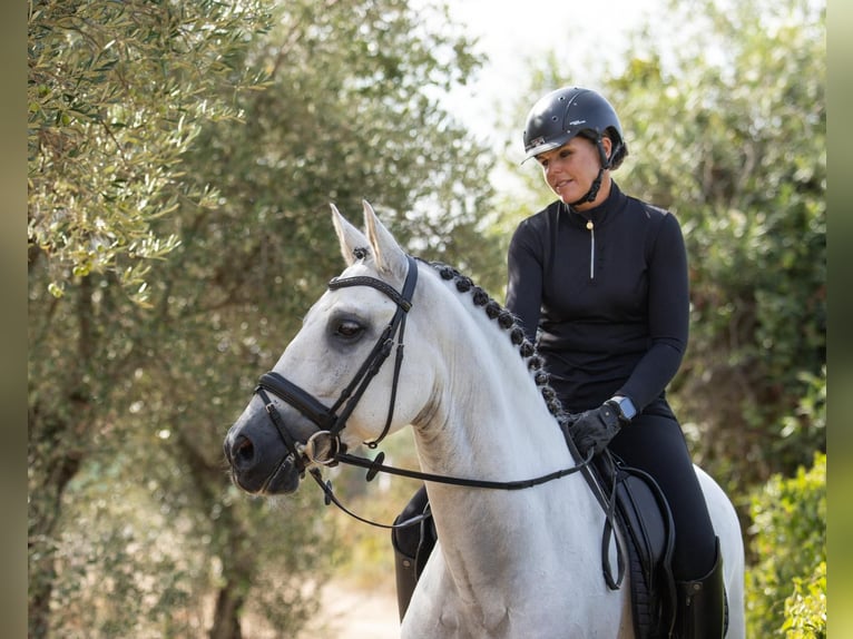 PRE Mestizo Caballo castrado 10 años 164 cm Tordo in Pilas