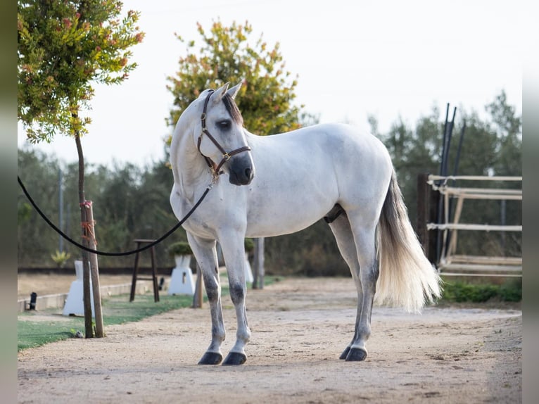 PRE Mestizo Caballo castrado 10 años 164 cm Tordo in Pilas