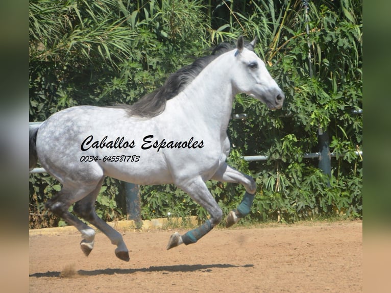 PRE Mestizo Caballo castrado 10 años 165 cm  in Vejer de la Frontera