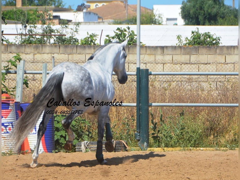PRE Mestizo Caballo castrado 10 años 165 cm  in Vejer de la Frontera