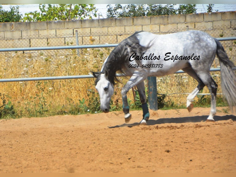 PRE Mestizo Caballo castrado 10 años 165 cm  in Vejer de la Frontera