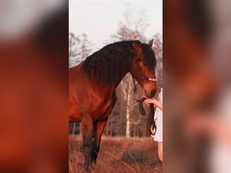 PRE Caballo castrado 10 años 165 cm Castaño in Niederkrüchten