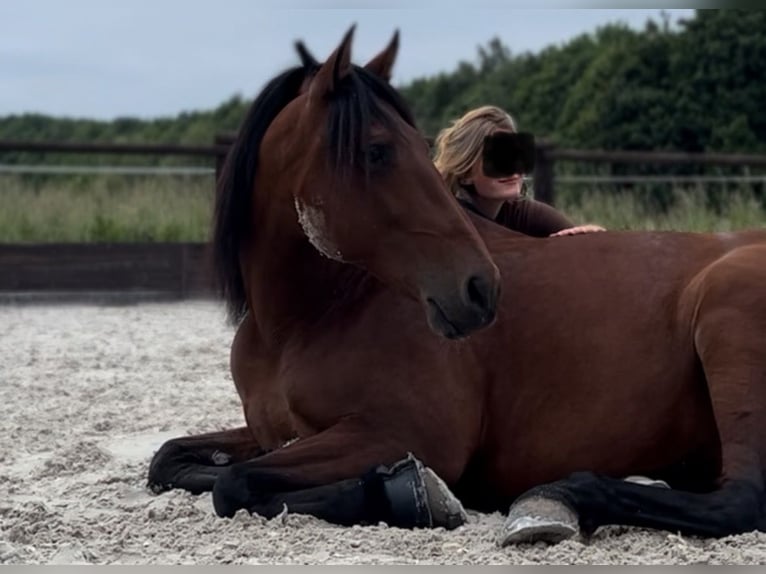 PRE Caballo castrado 10 años 165 cm Castaño in Niederkrüchten