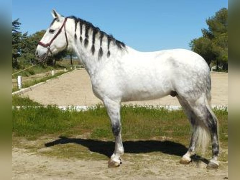 PRE Mestizo Caballo castrado 10 años 165 cm Tordo in MADRID