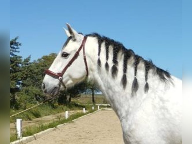 PRE Mestizo Caballo castrado 10 años 165 cm Tordo in MADRID