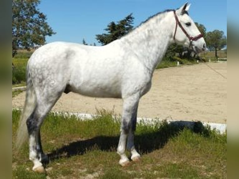 PRE Mestizo Caballo castrado 10 años 165 cm Tordo in MADRID