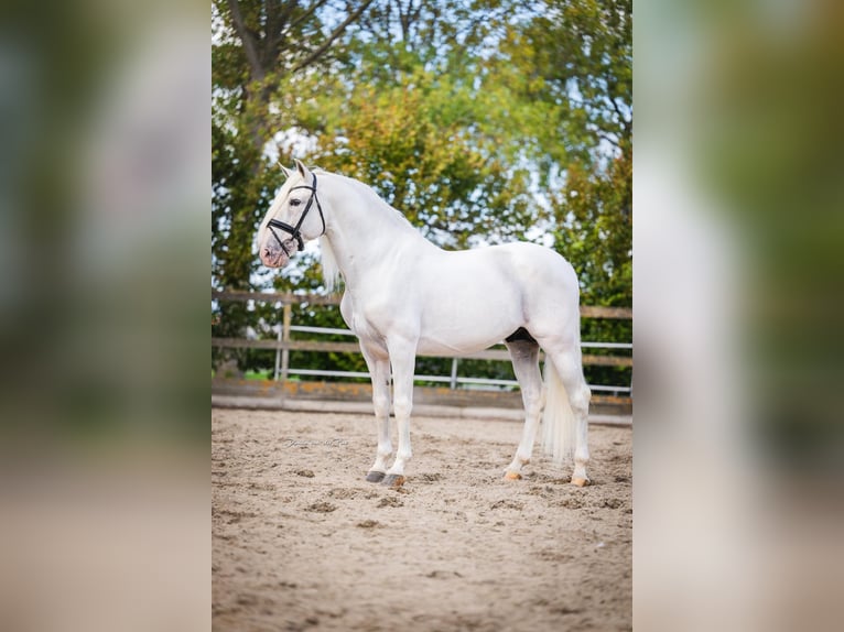 PRE Mestizo Caballo castrado 10 años 165 cm Tordo in Poeldijk