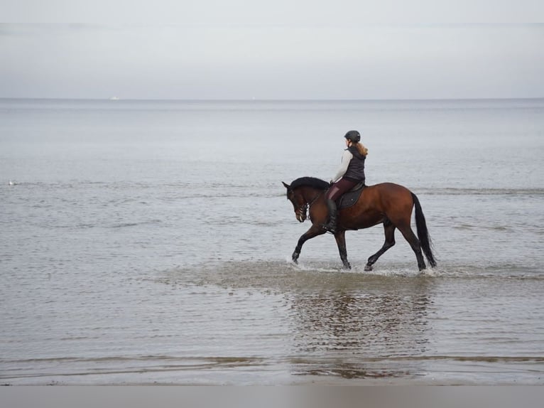 PRE Mestizo Caballo castrado 10 años 166 cm in Wismar