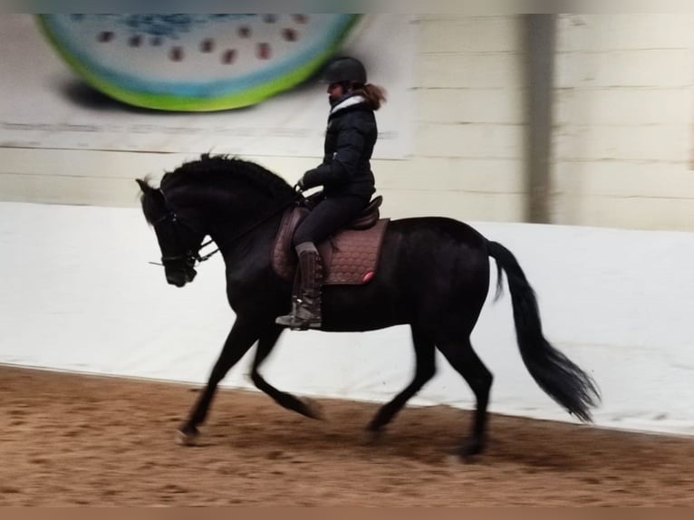 PRE Caballo castrado 10 años 166 cm Negro in Mörlenbach
