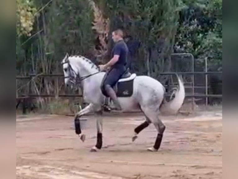 PRE Mestizo Caballo castrado 10 años 166 cm Tordo in Madrid