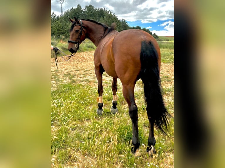 PRE Mestizo Caballo castrado 10 años 167 cm Castaño in Bötersen