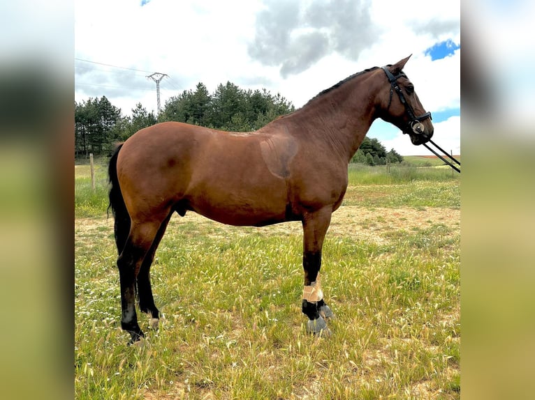 PRE Mestizo Caballo castrado 10 años 167 cm Castaño in Bötersen