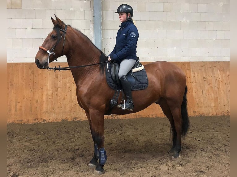 PRE Mestizo Caballo castrado 10 años 167 cm Castaño in Bötersen