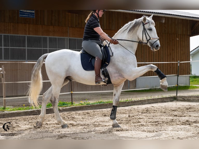 PRE Caballo castrado 10 años 167 cm Tordo in Solothurn